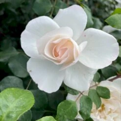 'Crazy In Love Pure'™ Rosa X 'Crazy In Love Pure'™ (Slyngrose) A-Kvalitet,- Barrods Roser Min. 3 Grene -Osmo Salgsbutik p37651 53278 rosa x crazy in love pure buketrose 7f73