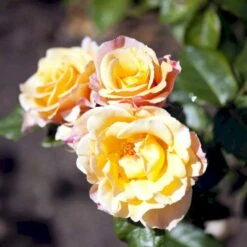'Della Balfour' Rosa X 'Della Balfour' (Slyngrose) A-Kvalitet,- Barrods Roser Min. 3 Grene