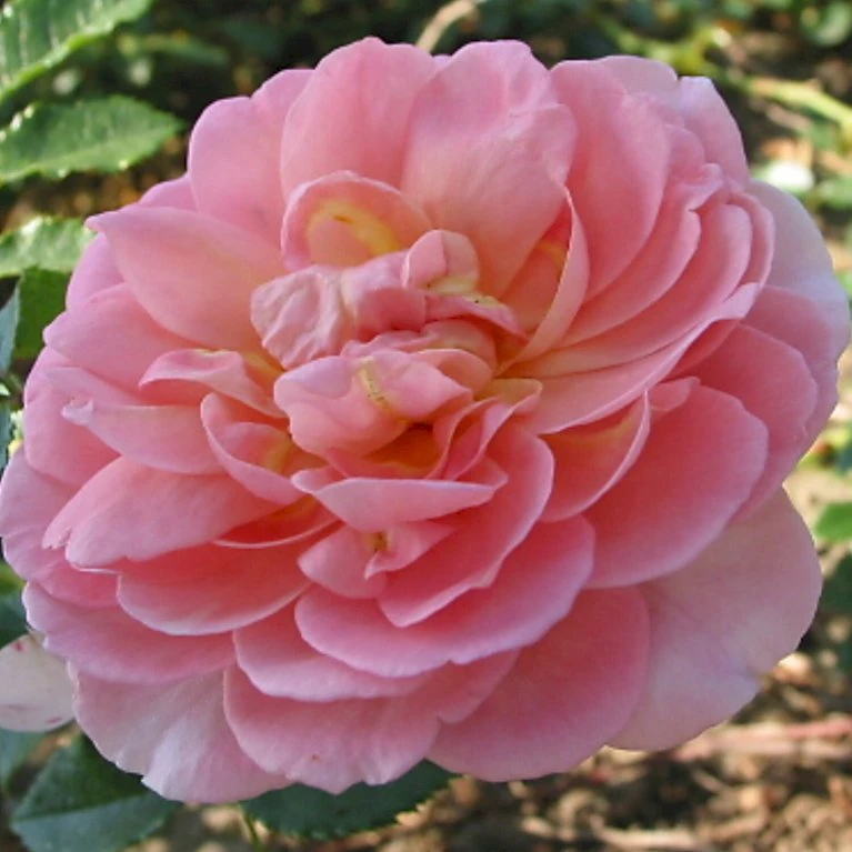 'Emelie' Rosa Kordesii 'Emelie' (Klatrerose) A-Kvalitet,- Barrods Roser Min. 3 Grene 1 'Emelie' Rosa Kordesii 'Emelie' (Klatrerose) A-Kvalitet,- Barrods Roser Min. 3 Grene
