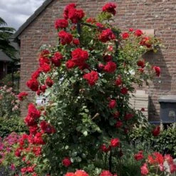 'Florentina'® Rosa X 'Florentina'® (Klatrerose) A-Kvalitet,- Barrods Roser Min. 3 Grene -Osmo Salgsbutik p37654 53567 rosa x florentina klatrerose b0d5