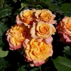 'La Villa Cotta'® Rosa X 'La Villa Cotta'® (Buketrose) A-Kvalitet,- Barrods Roser Min. 3 Grene -Osmo Salgsbutik p37657 53593 rosa x la villa cotta buskrose f929