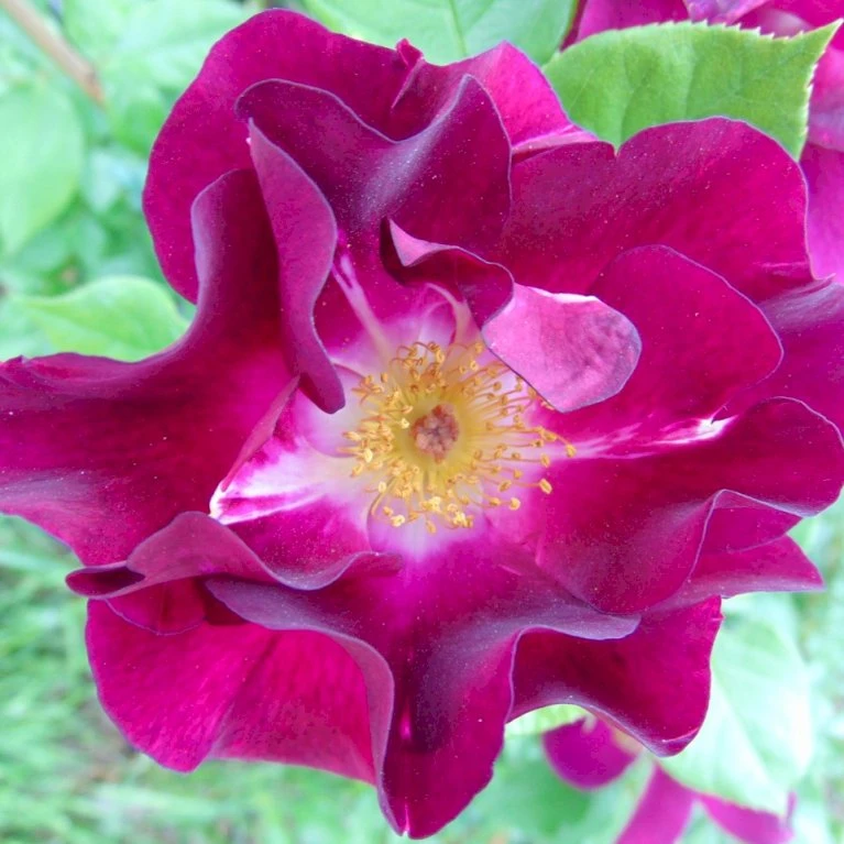 'Night Owl' Rosa X 'Night Owl' (Klatrerose) A-Kvalitet,- Barrods Roser Min. 3 Grene 1 'Night Owl' Rosa X 'Night Owl' (Klatrerose) A-Kvalitet,- Barrods Roser Min. 3 Grene