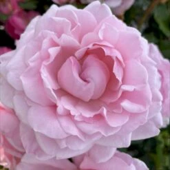 'Our First Summer'™ Rosa X 'Our First Summer'™ (Slyngrose) A-Kvalitet,- Barrods Roser Min. 3 Grene -Osmo Salgsbutik p37659 53261 rosa x our first summer slyngrose 59ef