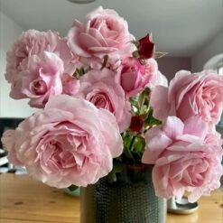 'Our First Summer'™ Rosa X 'Our First Summer'™ (Slyngrose) A-Kvalitet,- Barrods Roser Min. 3 Grene -Osmo Salgsbutik p37659 53262 rosa x our first summer slyngrose 419a