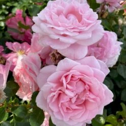 'Our First Summer'™ Rosa X 'Our First Summer'™ (Slyngrose) A-Kvalitet,- Barrods Roser Min. 3 Grene -Osmo Salgsbutik p37659 53263 rosa x our first summer slyngrose 50c0
