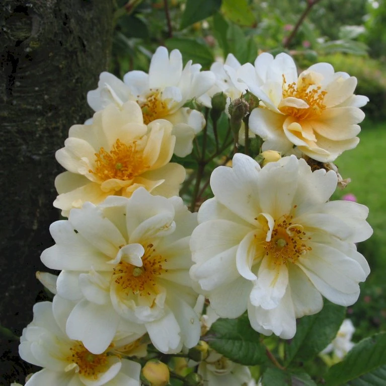 'Starkodder' Rosa Helenae 'Starkodder' (Slyngrose) A-Kvalitet,- Barrods Roser Min. 3 Grene 1 'Starkodder' Rosa Helenae 'Starkodder' (Slyngrose) A-Kvalitet,- Barrods Roser Min. 3 Grene