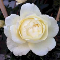 'So Much Love'™ Rosa X 'So Much Love'™ (Slyngrose) A-Kvalitet,- Barrods Roser Min. 3 Grene -Osmo Salgsbutik p37664 52901 rosa x so much love slyngrose 7516