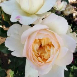 'So Much Love'™ Rosa X 'So Much Love'™ (Slyngrose) A-Kvalitet,- Barrods Roser Min. 3 Grene -Osmo Salgsbutik p37664 52902 rosa x so much love slyngrose 7898