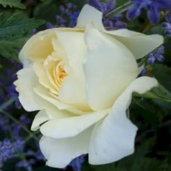 'So Much Love'™ Rosa X 'So Much Love'™ (Slyngrose) A-Kvalitet,- Barrods Roser Min. 3 Grene -Osmo Salgsbutik p37664 52903 rosa x so much love slyngrose b67d