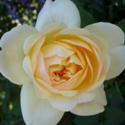 'So Much Love'™ Rosa X 'So Much Love'™ (Slyngrose) A-Kvalitet,- Barrods Roser Min. 3 Grene -Osmo Salgsbutik p37664 52905 rosa x so much love slyngrose 90a9