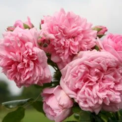 'Sweet Laguna'® Rosa X 'Sweet Laguna'® (Slyngrose) A-Kvalitet,- Barrods Roser Min. 3 Grene -Osmo Salgsbutik p37665 53669 rosa x sweet laguna slyngrose 39b5