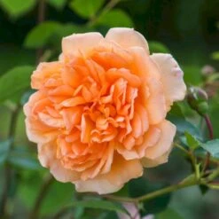 'Dame Judi Dench'™ Rosa X 'Dame Judi Dench'™ (Engelsk Rose) A-Kvalitet,- Barrods Roser Min. 3 Grene