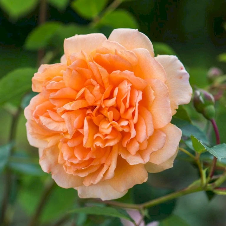 'Dame Judi Dench'™ Rosa X 'Dame Judi Dench'™ (Engelsk Rose) A-Kvalitet,- Barrods Roser Min. 3 Grene 1 'Dame Judi Dench'™ Rosa X 'Dame Judi Dench'™ (Engelsk Rose) A-Kvalitet,- Barrods Roser Min. 3 Grene