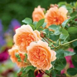 'Dame Judi Dench'™ Rosa X 'Dame Judi Dench'™ (Engelsk Rose) A-Kvalitet,- Barrods Roser Min. 3 Grene 7 'Dame Judi Dench'™ Rosa X 'Dame Judi Dench'™ (Engelsk Rose) A-Kvalitet,- Barrods Roser Min. 3 Grene -Osmo Salgsbutik p37670 52966 rosa x dame judi dench engelsk rose 99b3