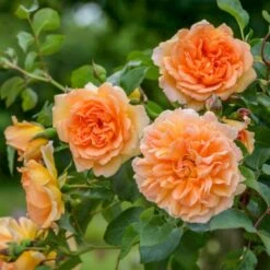 'Dame Judi Dench'™ Rosa X 'Dame Judi Dench'™ (Engelsk Rose) A-Kvalitet,- Barrods Roser Min. 3 Grene 8 'Dame Judi Dench'™ Rosa X 'Dame Judi Dench'™ (Engelsk Rose) A-Kvalitet,- Barrods Roser Min. 3 Grene -Osmo Salgsbutik p37670 52967 rosa x dame judi dench engelsk rose c8cc