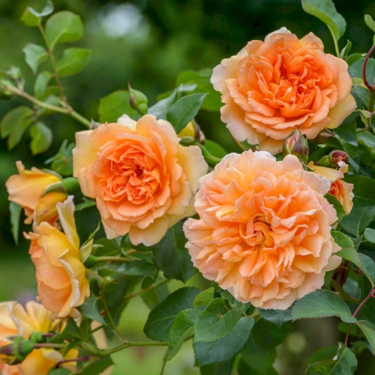 'Dame Judi Dench'™ Rosa X 'Dame Judi Dench'™ (Engelsk Rose) A-Kvalitet,- Barrods Roser Min. 3 Grene 4 'Dame Judi Dench'™ Rosa X 'Dame Judi Dench'™ (Engelsk Rose) A-Kvalitet,- Barrods Roser Min. 3 Grene - Billede 4