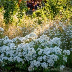 'Kew Gardens'™ Rosa X 'Kew Gardens'™ (Engelsk Rose) A-Kvalitet,- Barrods Roser Min. 3 Grene -Osmo Salgsbutik p37673 53043 rosa x kew gardens engelsk rose 9b38