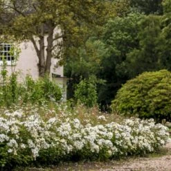 'Kew Gardens'™ Rosa X 'Kew Gardens'™ (Engelsk Rose) A-Kvalitet,- Barrods Roser Min. 3 Grene -Osmo Salgsbutik p37673 53048 rosa x kew gardens engelsk rose 13ad