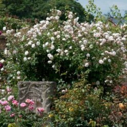 'The Albrighton Rambler'® Rosa X 'The Albrighton Rambler'® (Engelsk Rose) A-Kvalitet,- Barrods Roser Min. 3 Grene -Osmo Salgsbutik p37674 53149 rosa x the albrighton rambler engelsk rose f997