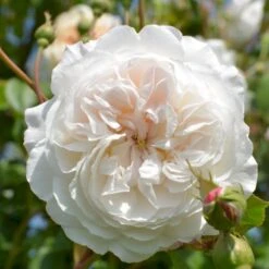 'The Albrighton Rambler'® Rosa X 'The Albrighton Rambler'® (Engelsk Rose) A-Kvalitet,- Barrods Roser Min. 3 Grene -Osmo Salgsbutik p37674 53151 rosa x the albrighton rambler engelsk rose b42c