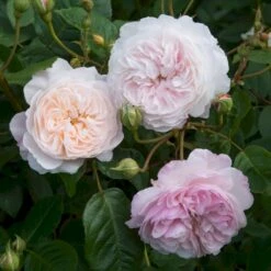 'The Albrighton Rambler'® Rosa X 'The Albrighton Rambler'® (Engelsk Rose) A-Kvalitet,- Barrods Roser Min. 3 Grene -Osmo Salgsbutik p37674 53153 rosa x the albrighton rambler engelsk rose f0f9
