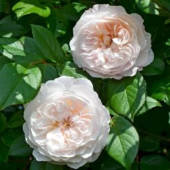 'The Albrighton Rambler'® Rosa X 'The Albrighton Rambler'® (Engelsk Rose) A-Kvalitet,- Barrods Roser Min. 3 Grene -Osmo Salgsbutik p37674 53154 rosa x the albrighton rambler engelsk rose 42b4