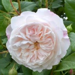 'The Albrighton Rambler'® Rosa X 'The Albrighton Rambler'® (Engelsk Rose) A-Kvalitet,- Barrods Roser Min. 3 Grene -Osmo Salgsbutik p37674 53155 rosa x the albrighton rambler engelsk rose 7558