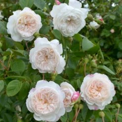 'The Albrighton Rambler'® Rosa X 'The Albrighton Rambler'® (Engelsk Rose) A-Kvalitet,- Barrods Roser Min. 3 Grene -Osmo Salgsbutik p37674 53156 rosa x the albrighton rambler engelsk rose 9342