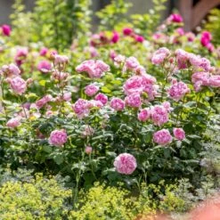 'The Ancient Mariner' Rosa X 'The Ancient Mariner' (Engelsk Rose) A-Kvalitet,- Barrods Roser Min. 3 Grene -Osmo Salgsbutik p37675 53158 rosa x the ancient mariner engelsk rose 9f23