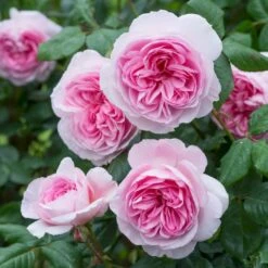 'The Ancient Mariner' Rosa X 'The Ancient Mariner' (Engelsk Rose) A-Kvalitet,- Barrods Roser Min. 3 Grene -Osmo Salgsbutik p37675 53164 rosa x the ancient mariner engelsk rose a70c