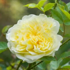 'The Country Parson'® Rosa X 'The Country Parson'® (Engelsk Rose) A-Kvalitet,- Barrods Roser Min. 3 Grene -Osmo Salgsbutik p37676 53167 rosa x the country parson engelsk rose ea9b