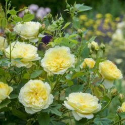 'The Country Parson'® Rosa X 'The Country Parson'® (Engelsk Rose) A-Kvalitet,- Barrods Roser Min. 3 Grene -Osmo Salgsbutik p37676 53168 rosa x the country parson engelsk rose 2d40