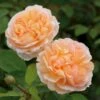 'The Lady Gardener' Rosa X 'The Lady Gardener' (Engelsk Rose) A-Kvalitet,- Barrods Roser Min. 3 Grene