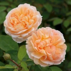 'The Lady Gardener' Rosa X 'The Lady Gardener' (Engelsk Rose) A-Kvalitet,- Barrods Roser Min. 3 Grene
