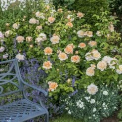 'The Lady Gardener' Rosa X 'The Lady Gardener' (Engelsk Rose) A-Kvalitet,- Barrods Roser Min. 3 Grene -Osmo Salgsbutik p37677 53179 rosa x the lady gardener engelsk rose 236a