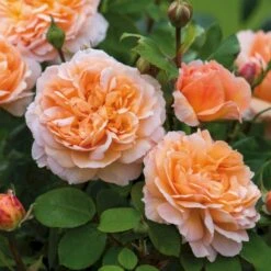'The Lady Gardener' Rosa X 'The Lady Gardener' (Engelsk Rose) A-Kvalitet,- Barrods Roser Min. 3 Grene -Osmo Salgsbutik p37677 53180 rosa x the lady gardener engelsk rose 8795