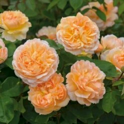'The Lady Gardener' Rosa X 'The Lady Gardener' (Engelsk Rose) A-Kvalitet,- Barrods Roser Min. 3 Grene -Osmo Salgsbutik p37677 53181 rosa x the lady gardener engelsk rose a115