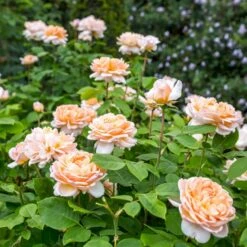'The Lady Gardener' Rosa X 'The Lady Gardener' (Engelsk Rose) A-Kvalitet,- Barrods Roser Min. 3 Grene -Osmo Salgsbutik p37677 53182 rosa x the lady gardener engelsk rose a283