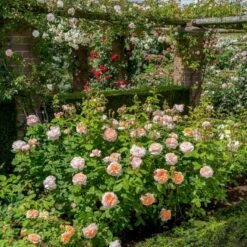 'The Lady Gardener' Rosa X 'The Lady Gardener' (Engelsk Rose) A-Kvalitet,- Barrods Roser Min. 3 Grene -Osmo Salgsbutik p37677 53183 rosa x the lady gardener engelsk rose 9e63