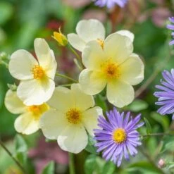 'Tottering-By-Gently'™ Rosa X 'Tottering-By-Gently'™ (Engelsk Rose) A-Kvalitet,- Barrods Roser Min. 3 Grene -Osmo Salgsbutik p37678 53222 rosa x tottering by gently engelsk rose 7019