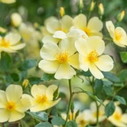 'Tottering-By-Gently'™ Rosa X 'Tottering-By-Gently'™ (Engelsk Rose) A-Kvalitet,- Barrods Roser Min. 3 Grene -Osmo Salgsbutik p37678 53223 rosa x tottering by gently engelsk rose 2344