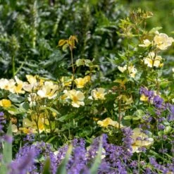 'Tottering-By-Gently'™ Rosa X 'Tottering-By-Gently'™ (Engelsk Rose) A-Kvalitet,- Barrods Roser Min. 3 Grene -Osmo Salgsbutik p37678 53224 rosa x tottering by gently engelsk rose 1d13