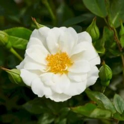 'White Cover'® Rosa X 'White Cover'® (Bunddækkerose) A-Kvalitet,- Barrods Roser Min. 3 Grene -Osmo Salgsbutik p376 52025 rosa x white cover bunddaekkerose 1dbe