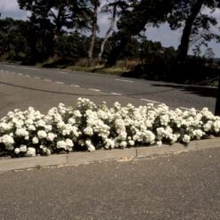 'White Cover'® Rosa X 'White Cover'® (Bunddækkerose) A-Kvalitet,- Barrods Roser Min. 3 Grene -Osmo Salgsbutik p376 52026 rosa x white cover bunddaekkerose f029