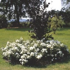 'White Cover'® Rosa X 'White Cover'® (Bunddækkerose) A-Kvalitet,- Barrods Roser Min. 3 Grene -Osmo Salgsbutik p376 52028 rosa x white cover bunddaekkerose 0581