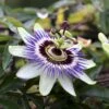 Passionsblomst Passiflora Caerulea Potte 2,0 Liter,- Opbundet