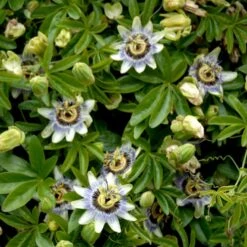 Passionsblomst Passiflora Caerulea Potte 2,0 Liter,- Opbundet -Osmo Salgsbutik p3802 48783 passiflora caerulea df67