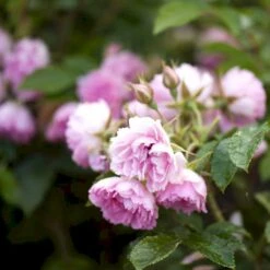 Rynket Rose 'Pink Grootendorst' Rosa Rugosa 'Pink Grootendorst' A-Kvalitet,- Barrods Roser Min. 3 Grene -Osmo Salgsbutik p380 52499 rosa rugosa pink grootendorst 319b