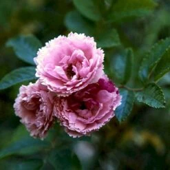 Rynket Rose 'Pink Grootendorst' Rosa Rugosa 'Pink Grootendorst' A-Kvalitet,- Barrods Roser Min. 3 Grene -Osmo Salgsbutik p380 52500 rosa rugosa pink grootendorst 56de