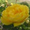 'Persian Yellow' (syn. Persiana) Rosa Foetida 'Persian Yellow' (Buskrose) A-Kvalitet,- Barrods Roser Min. 3 Grene